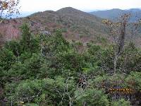 Thuja koraiensis image