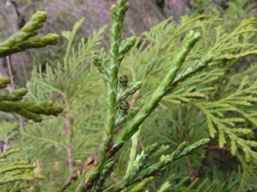 Thuja image