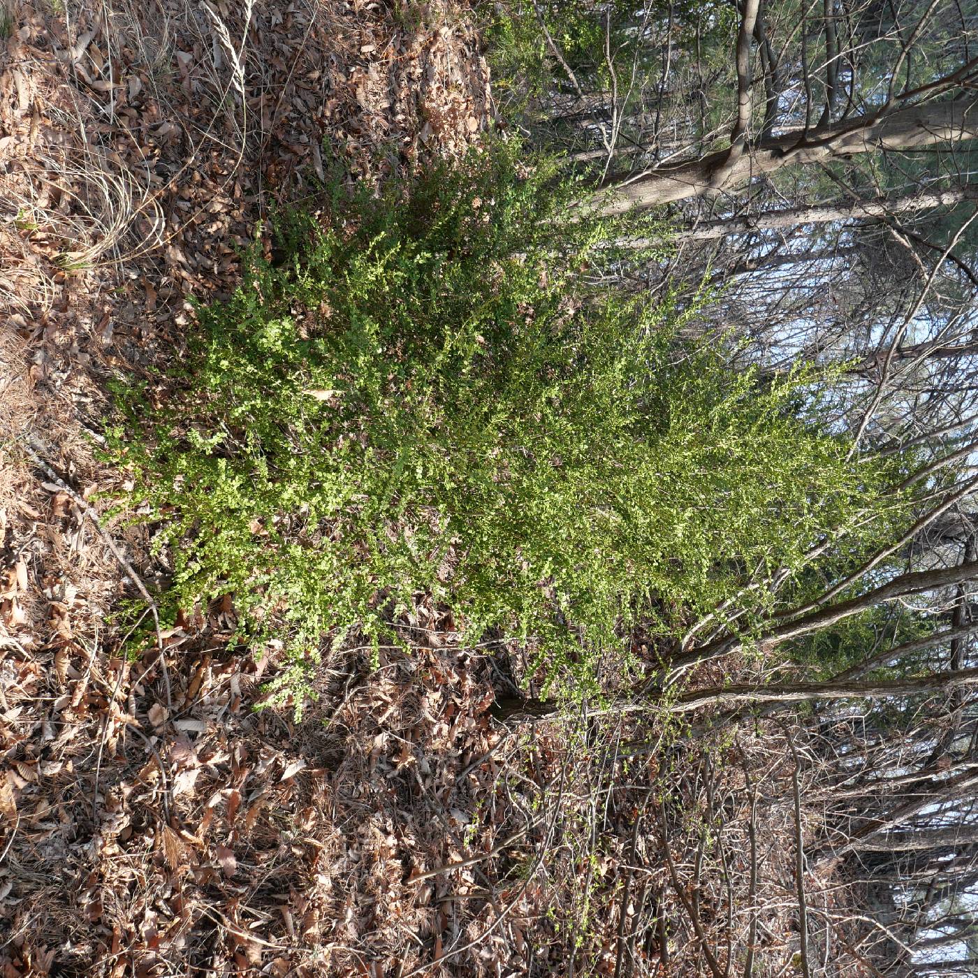 Juniperus rigida image