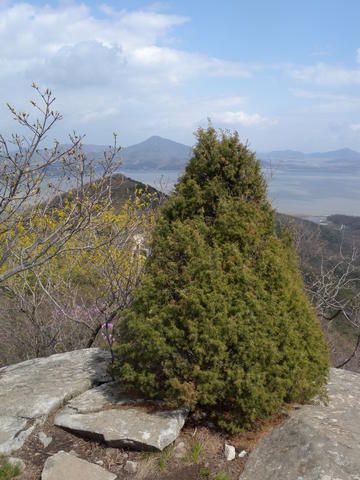 Juniperus rigida image