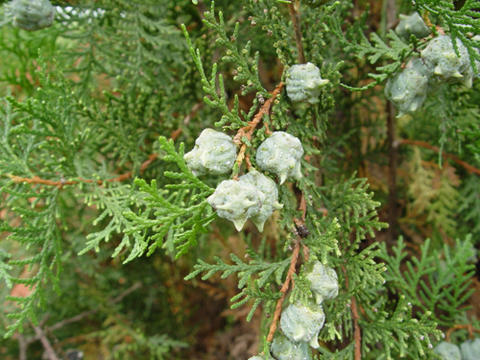 Platycladus orientalis image