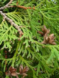 Platycladus orientalis image