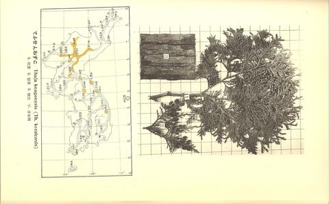 Thuja koraiensis image