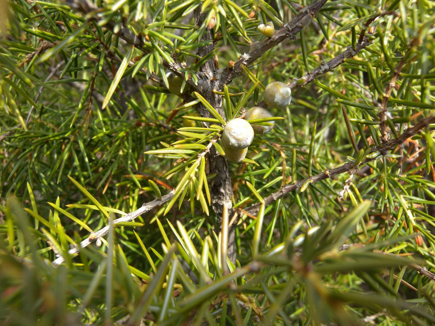 Juniperus rigida image