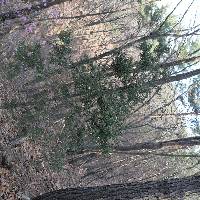 Juniperus rigida image