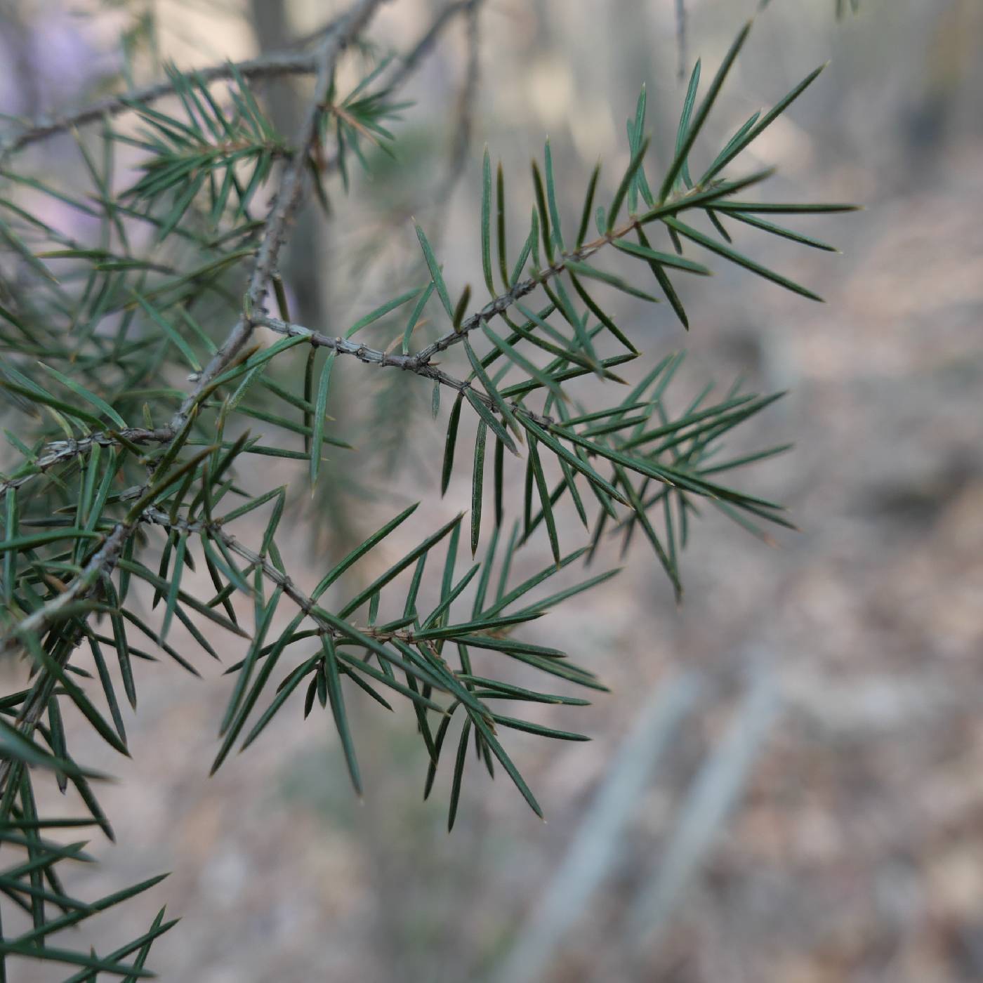 Juniperus rigida image