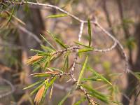 Juniperus rigida image
