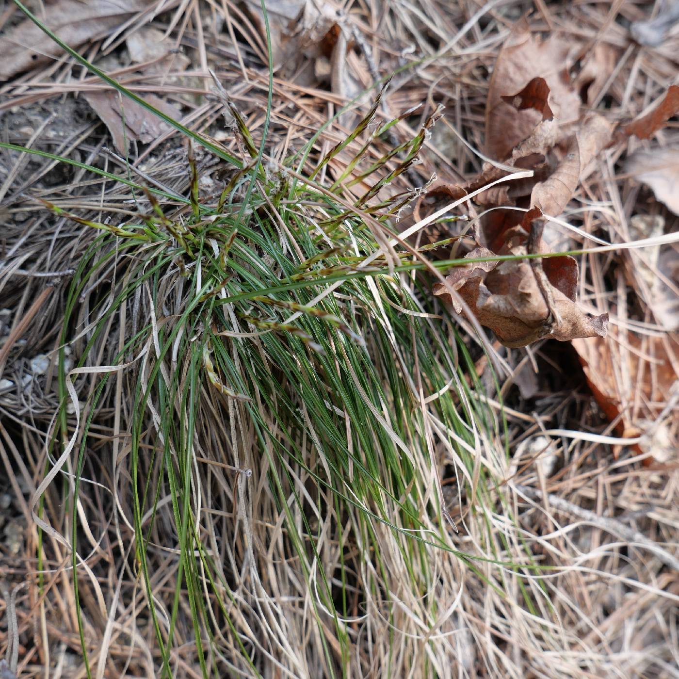 Carex lanceolata image