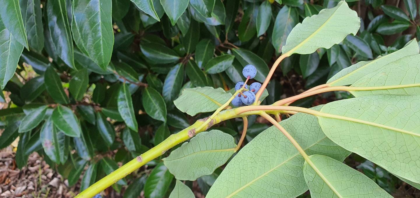 Daphniphyllum macropodum image