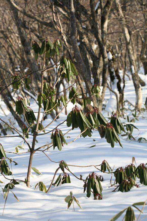 Daphniphyllum macropodum image