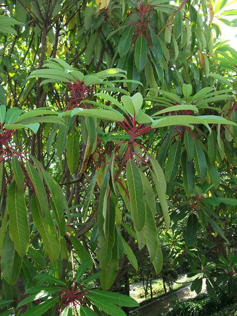 Daphniphyllaceae image