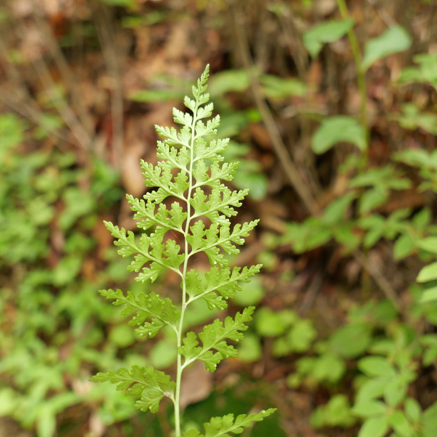 Dennstaedtia wilfordii image