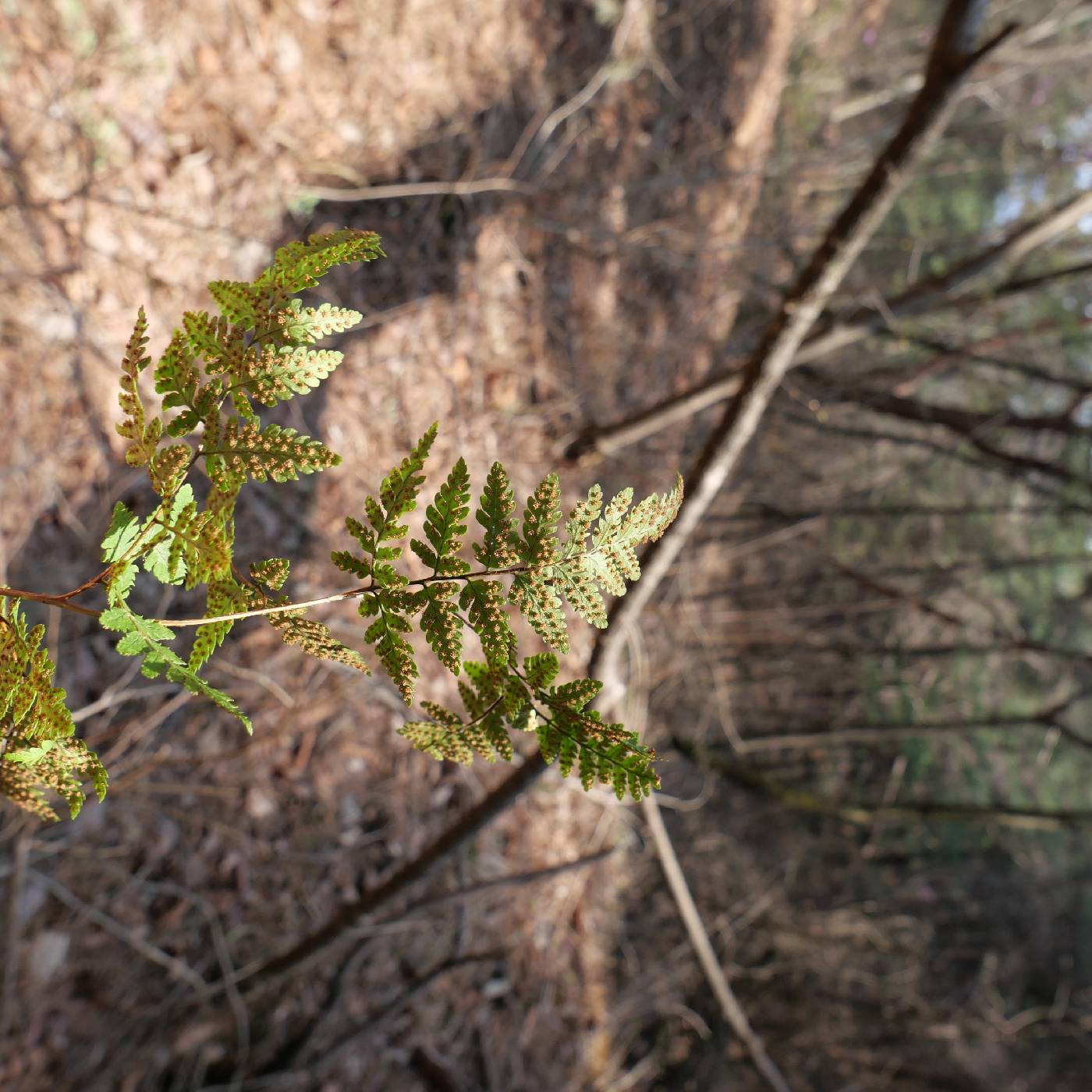 Dennstaedtia wilfordii image