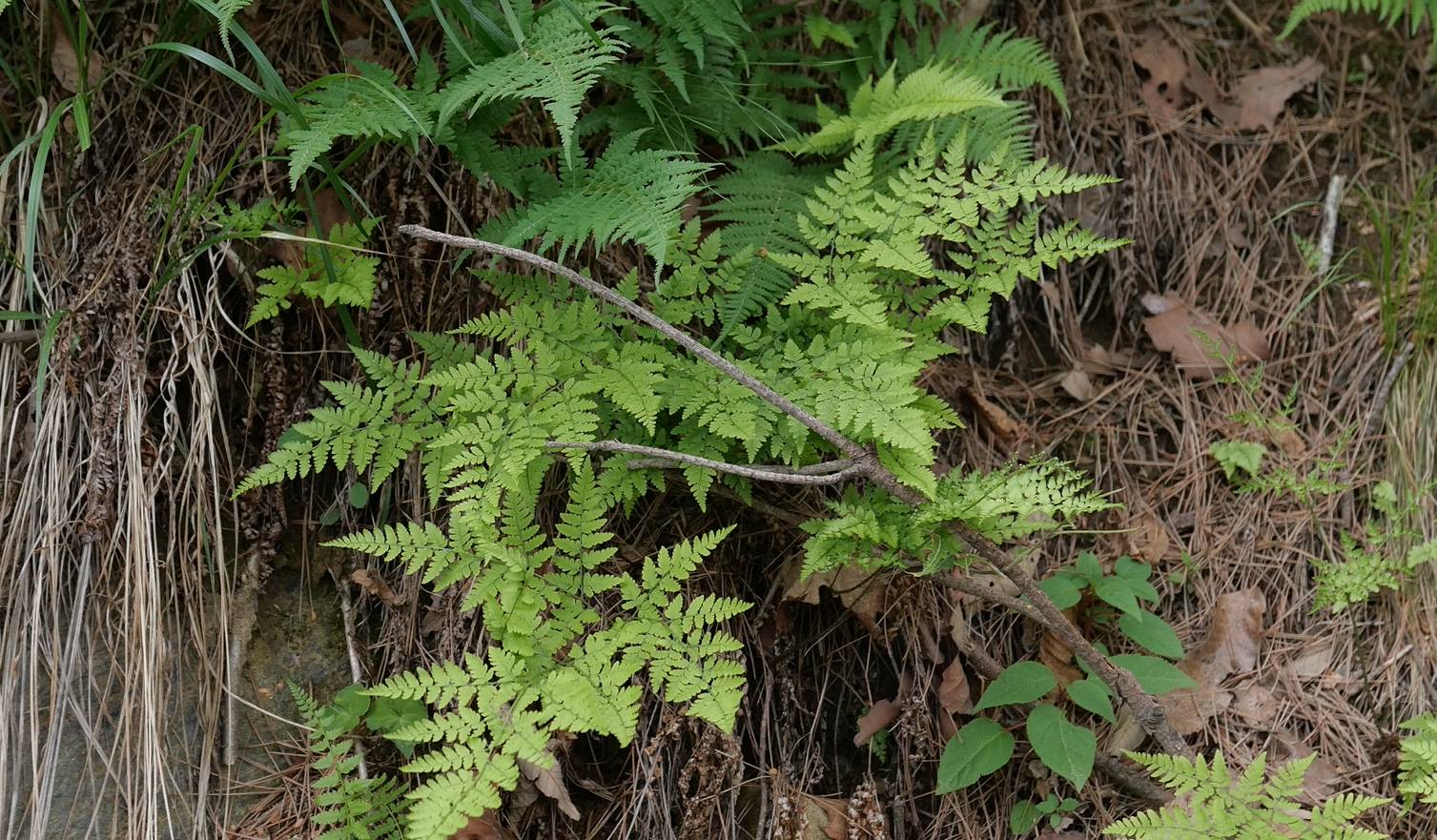 Dennstaedtia hirsuta image