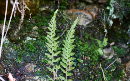 Dennstaedtia hirsuta image