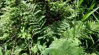 Dryopteris monticola image