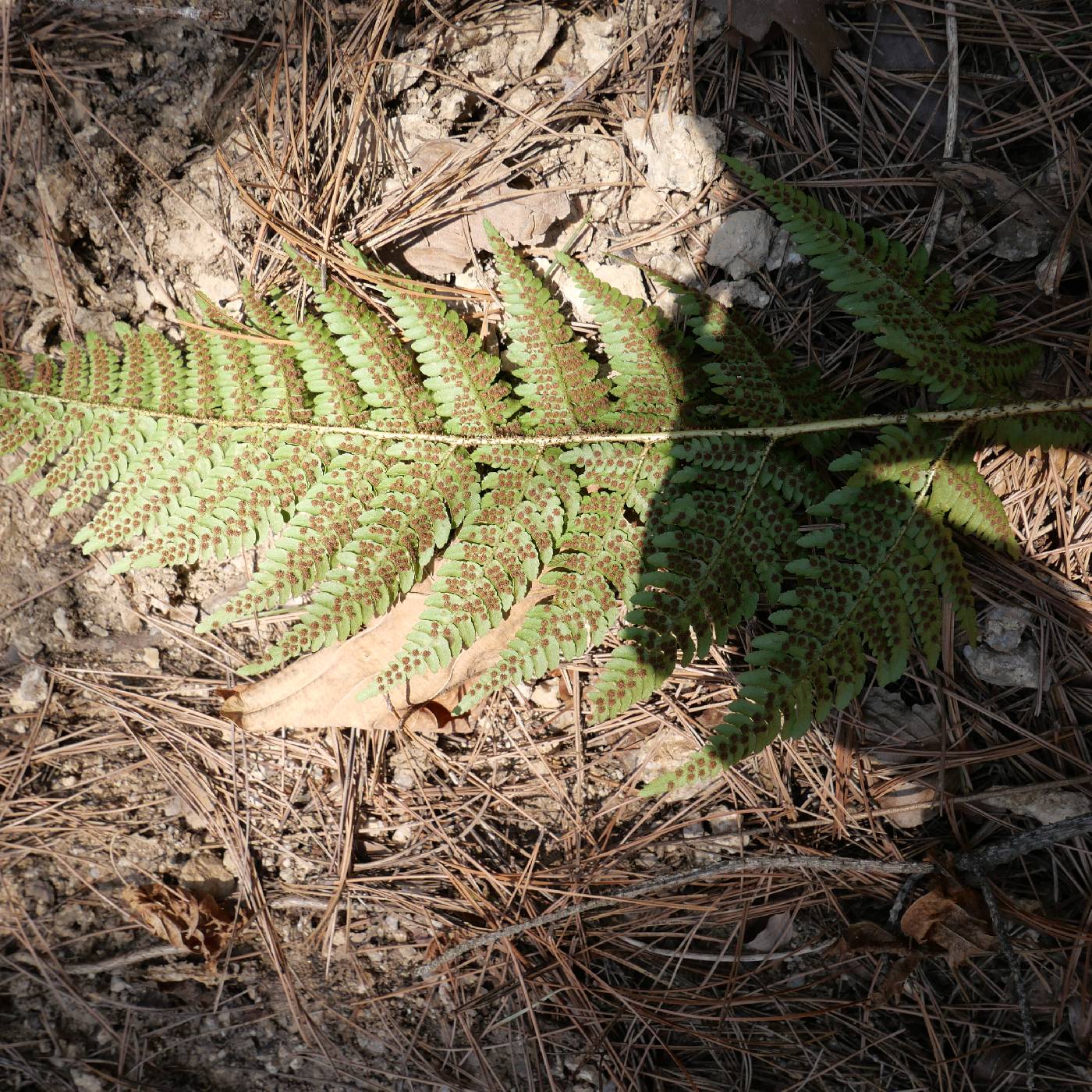 Dryopteris bissetiana image