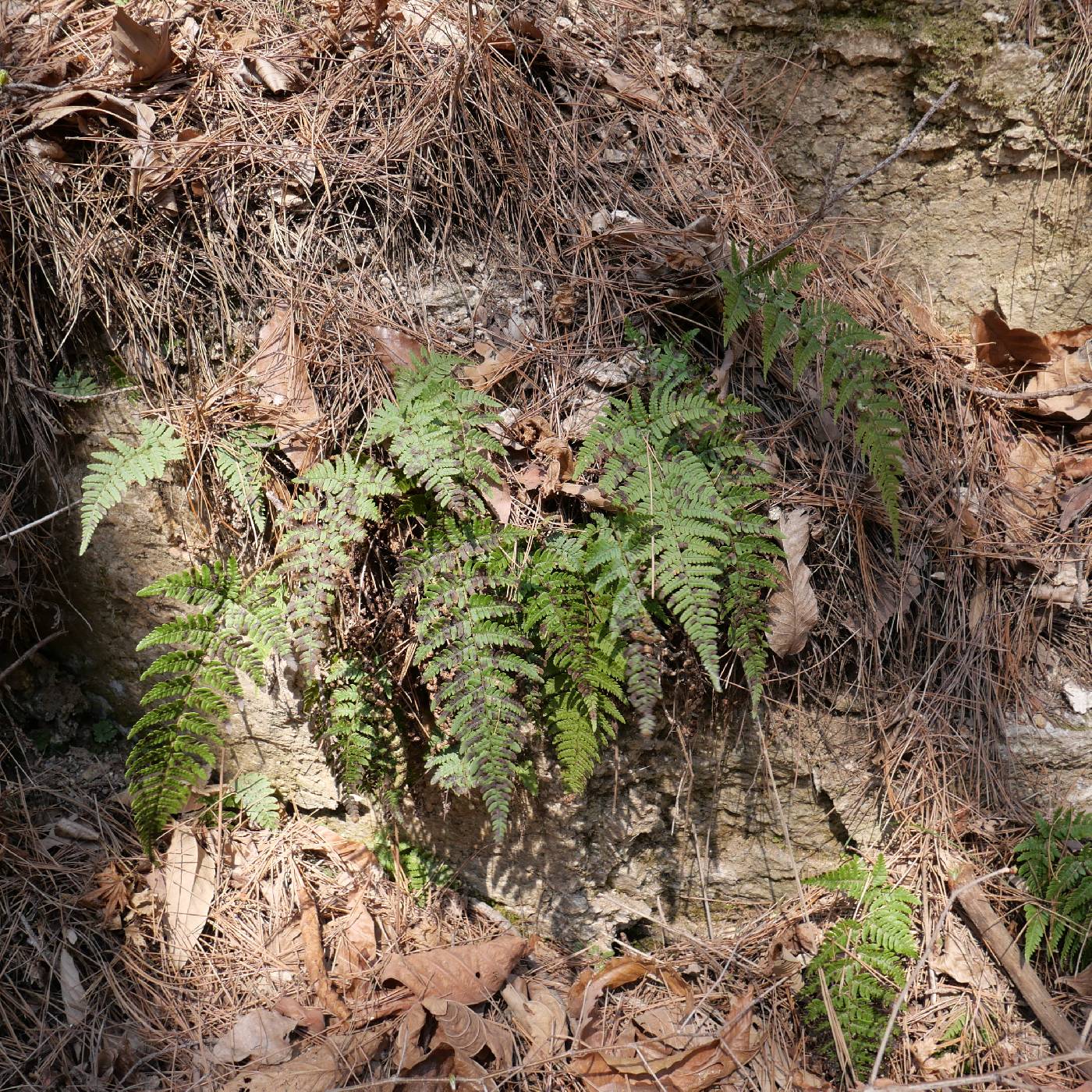 Dryopteridaceae image