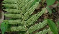 Image of Polystichum aculeatum