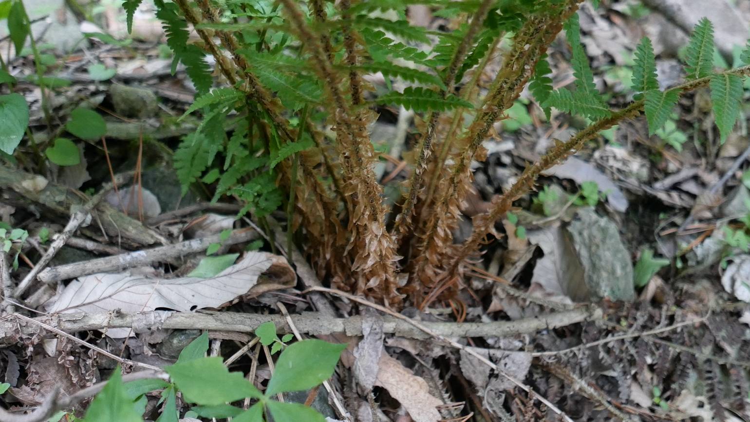 Polystichum ovatopaleaceum image