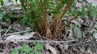 Polystichum ovatopaleaceum image