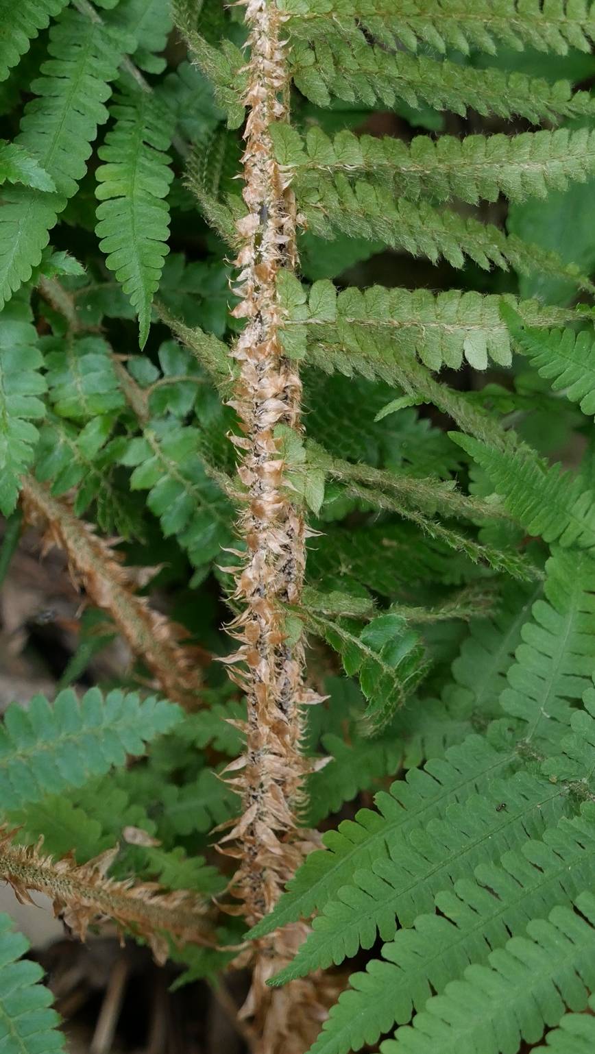 Polystichum image