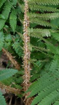 Polystichum ovatopaleaceum image
