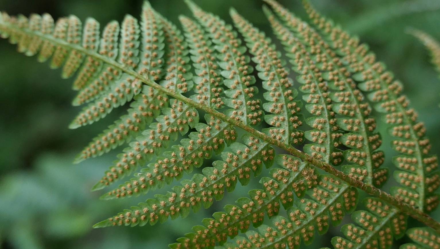 Dryopteris uniformis image