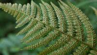 Dryopteris uniformis image