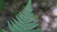 Dryopteris uniformis image