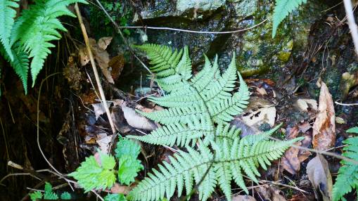 Dryopteris bissetiana image