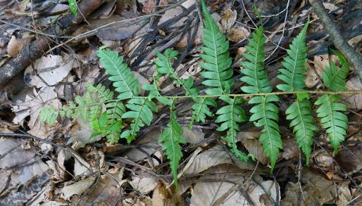 Dryopteris monticola image