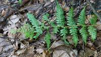Dryopteris monticola image