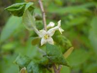 Elaeagnus umbellata image