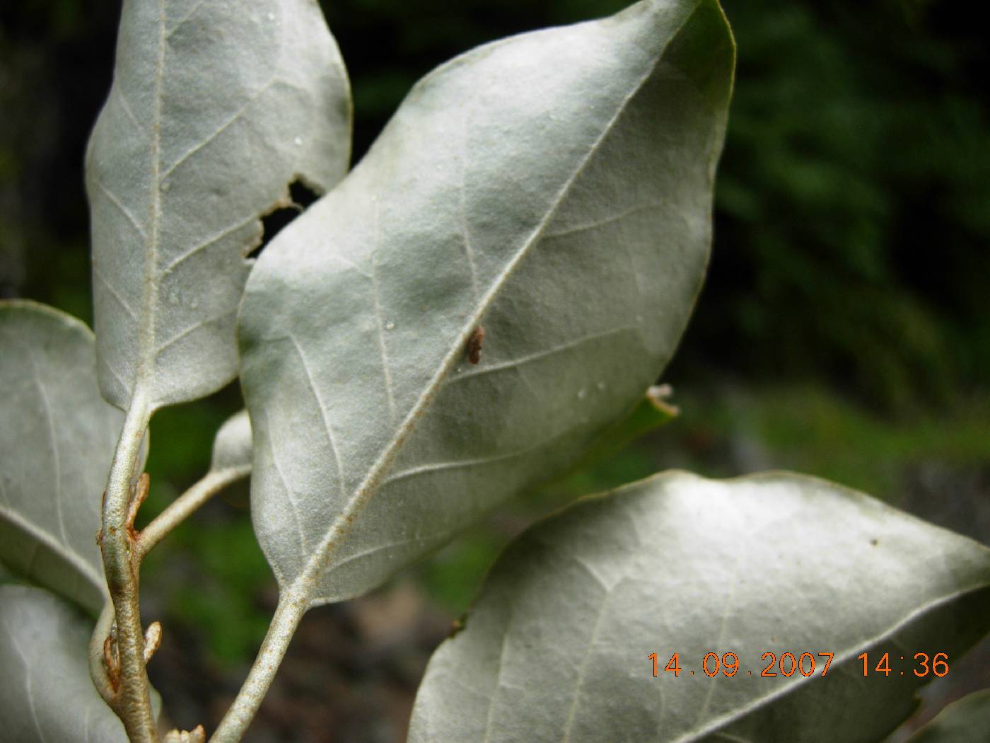 Elaeagnus macrophylla image