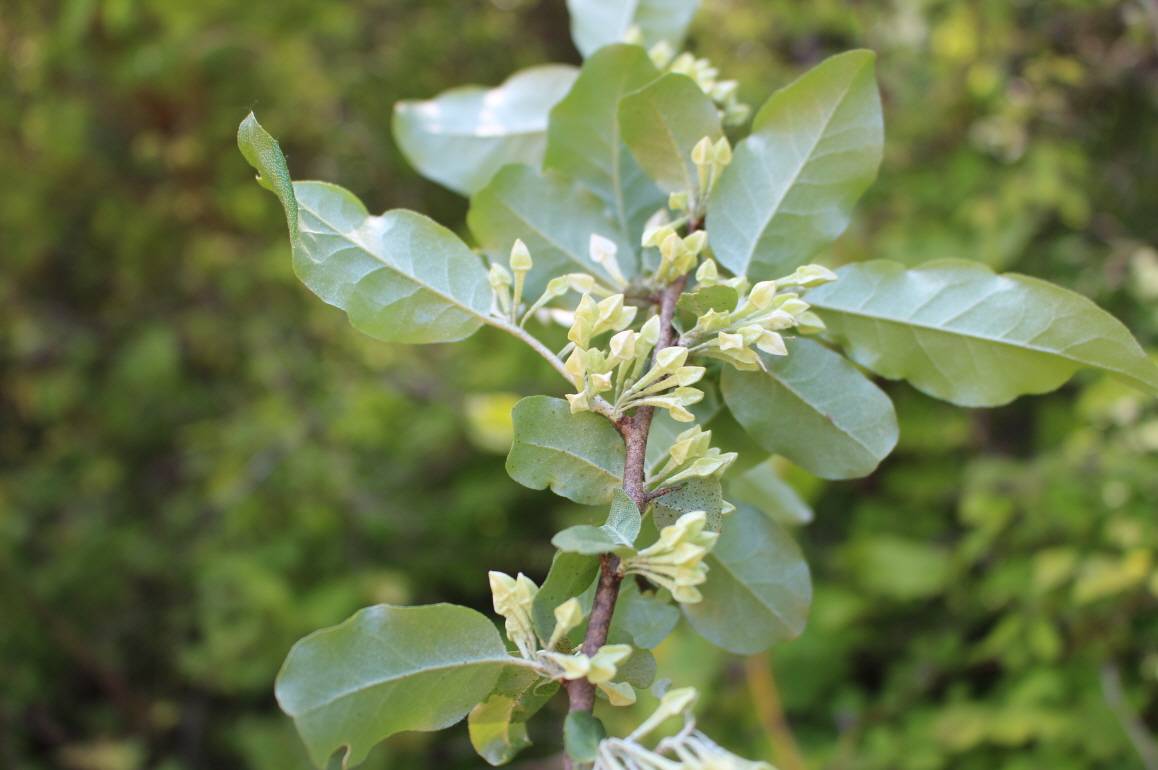 Elaeagnus umbellata image