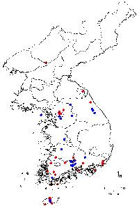 Rhododendron yedoense f. poukhanense image