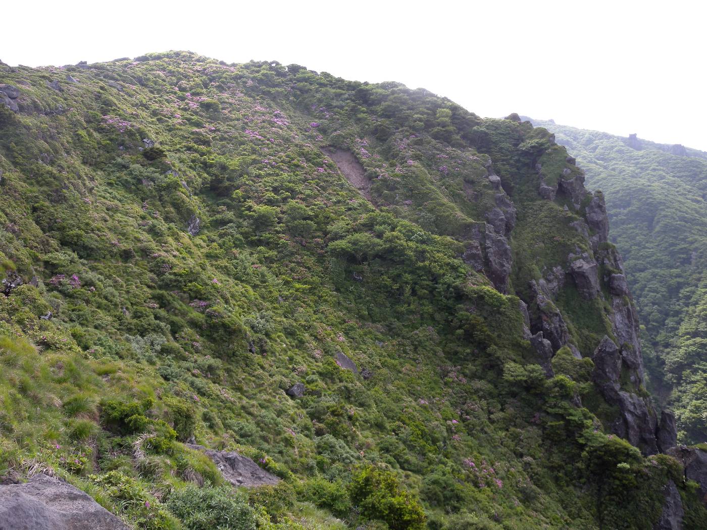 Rhododendron yedoense f. poukhanense image