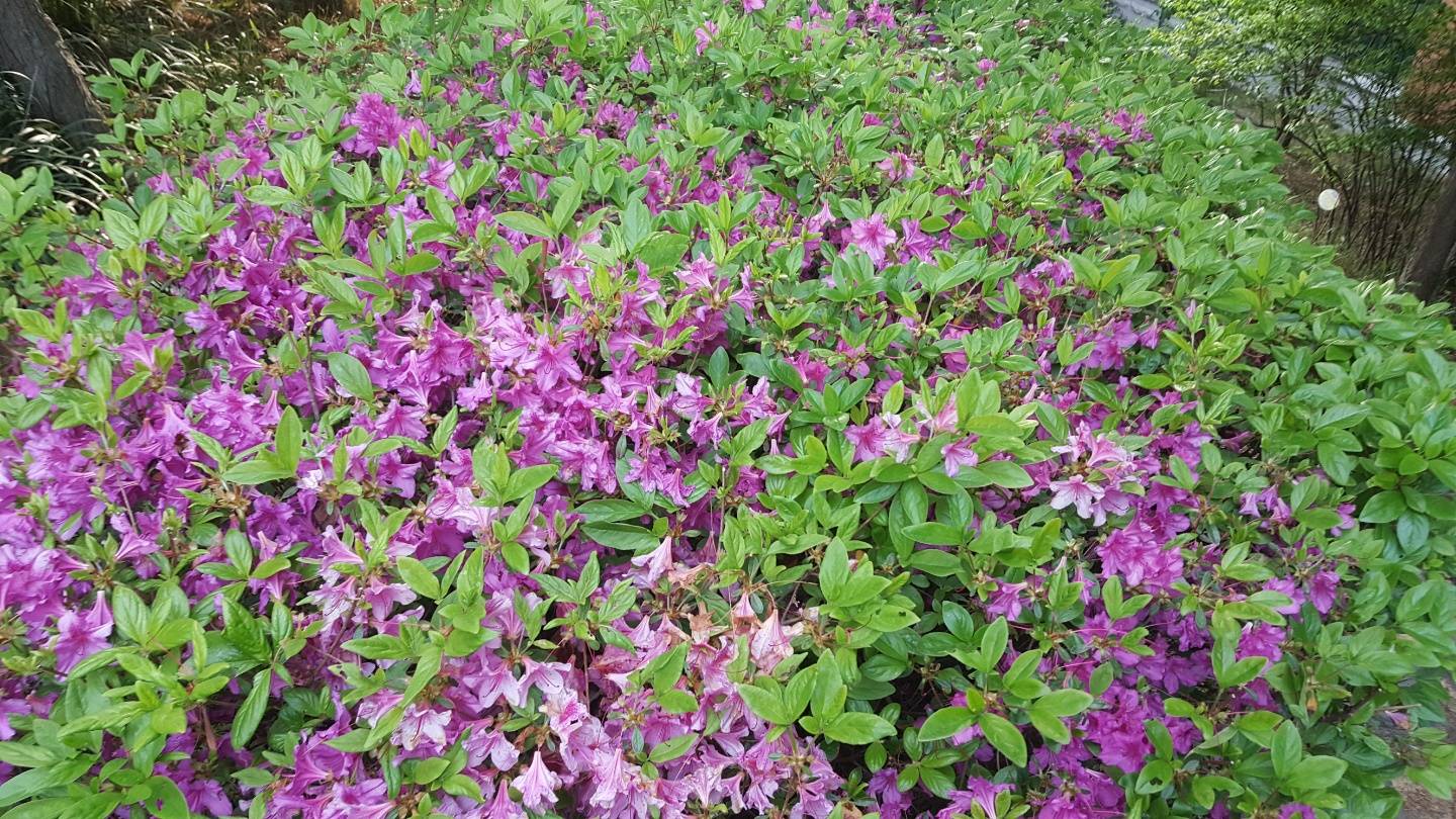 Rhododendron yedoense image