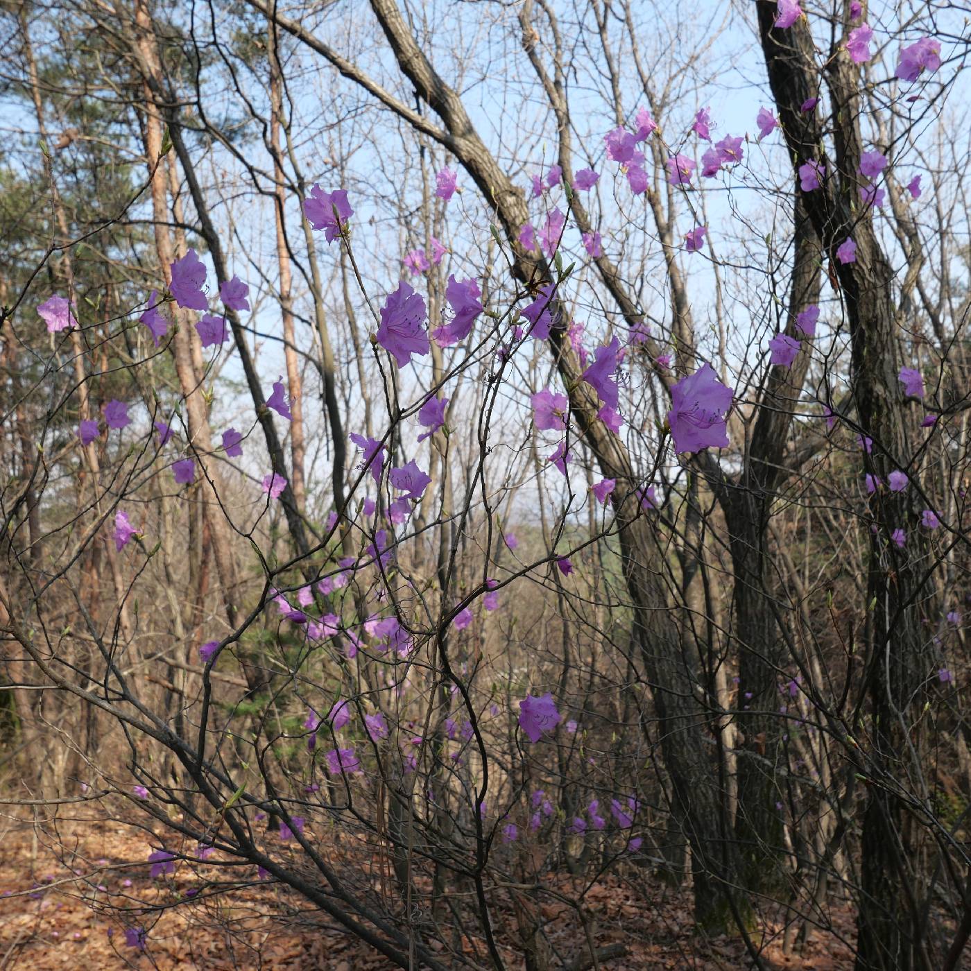 Rhododendron mucronulatum image