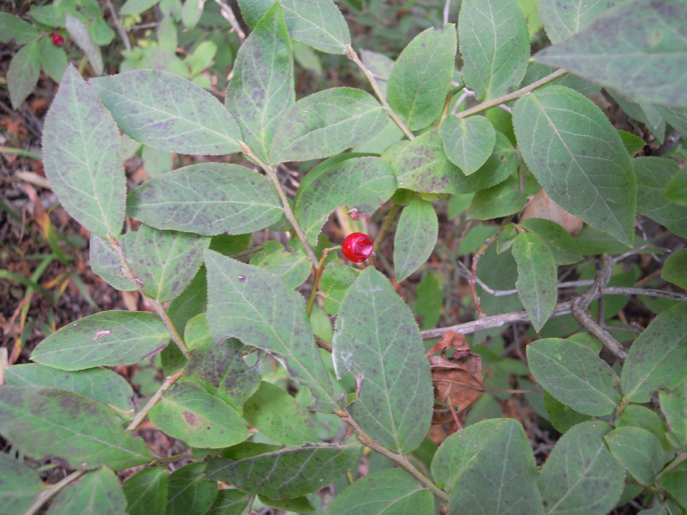 Vaccinium hirtum image