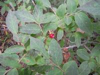 Vaccinium hirtum image