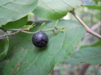 Vaccinium oldhamii image
