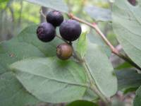 Vaccinium oldhamii image