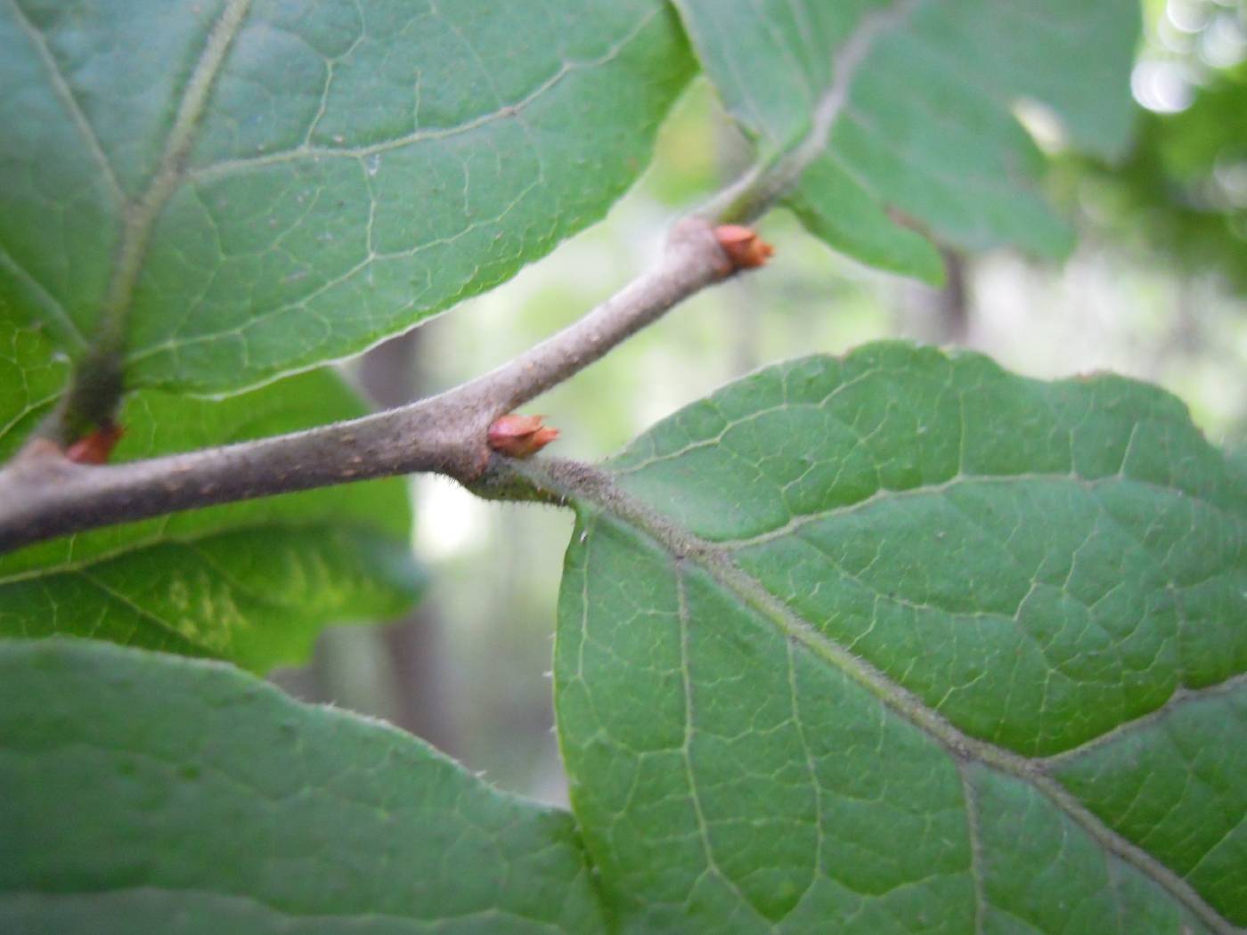 Vaccinium oldhamii image
