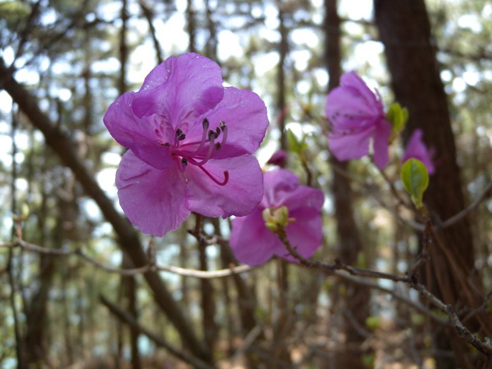 Rhododendron mucronatum image