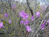 Rhododendron mucronatum image