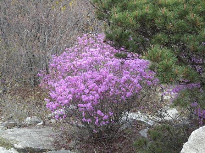 Rhododendron mucronatum image
