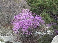 Image of Rhododendron mucronatum
