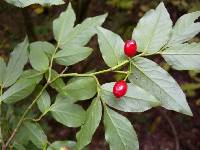 Vaccinium hirtum image